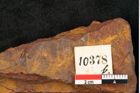 Foto (Detailansicht) von Cinnamomum leichardtii Ettingshausen (NHMW-GEO-2024-0188-10378b)